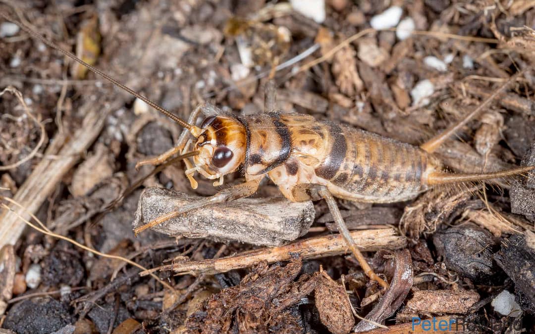 Grasshoppers, Crickets and Katydids