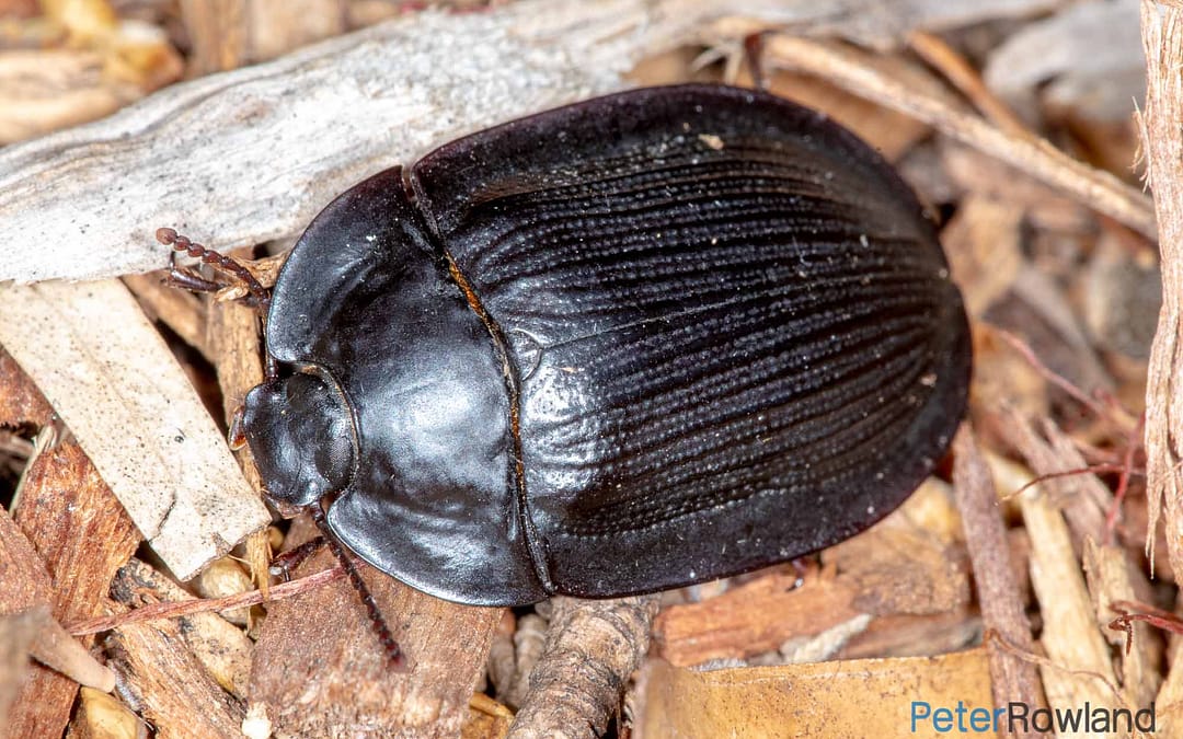 Beetles