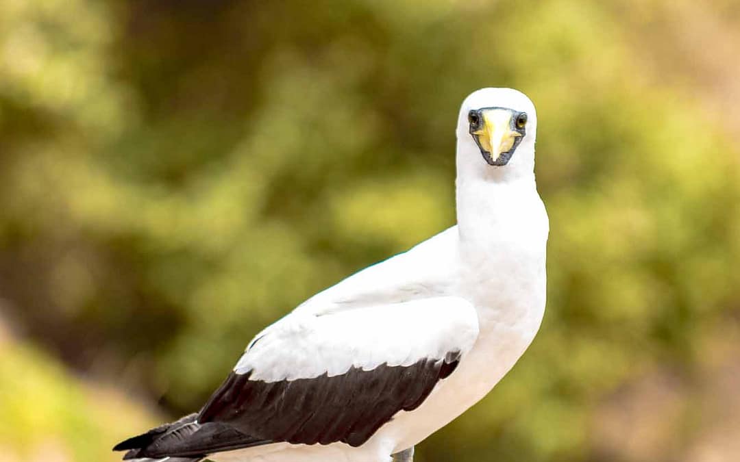 Masked Booby