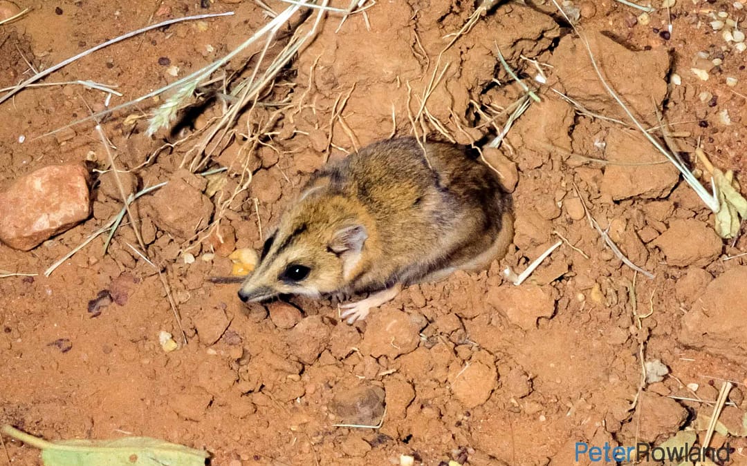 Stripe-faced Dunnart
