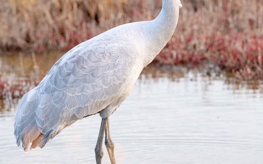 Brolga