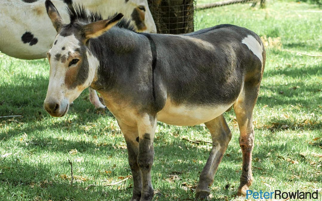Donkey