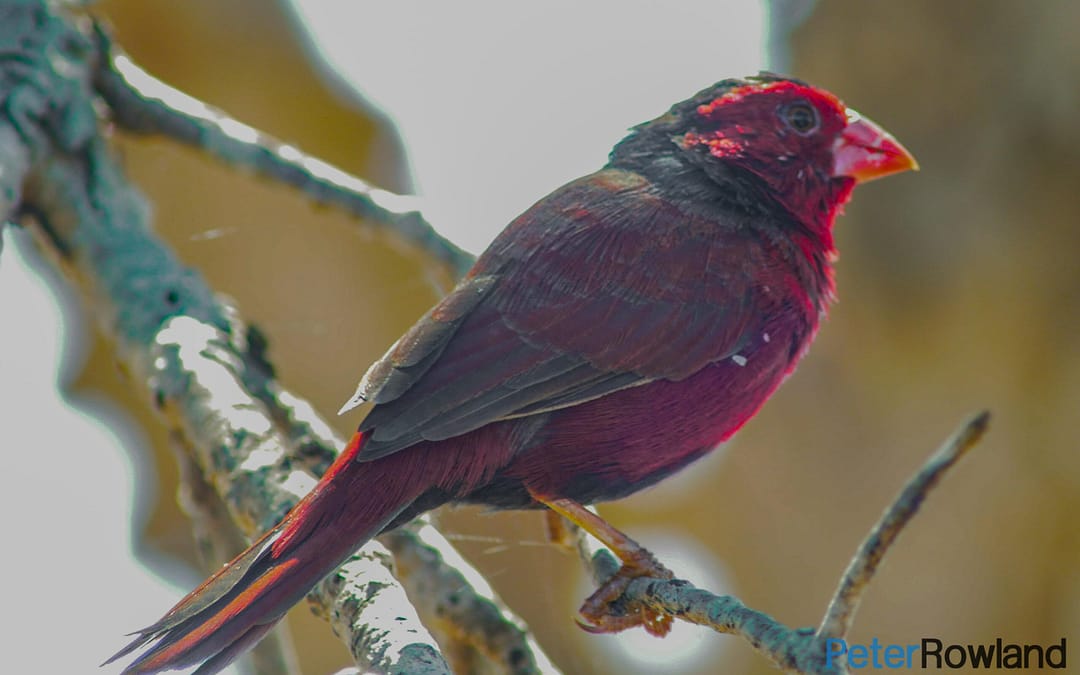 Crimson Finch