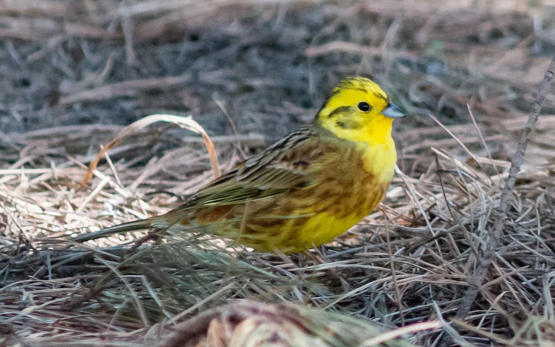 Buntings (Family Emberizidae)