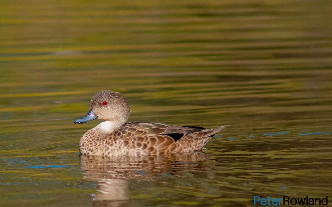 Grey Teal