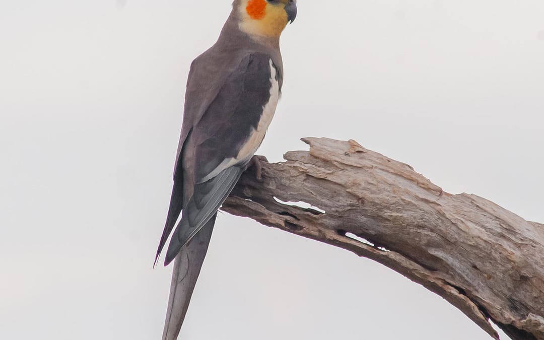 Cockatiel