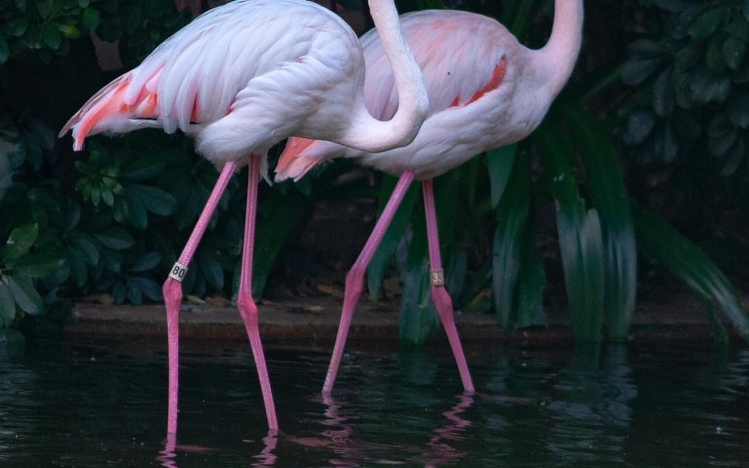 Flamingoes (Family Phoenicopteridae)