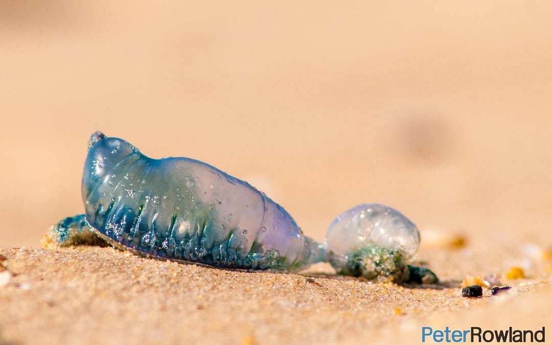 Portuguese Man-O-War
