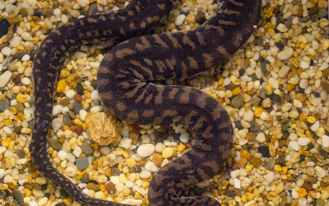 File Snakes