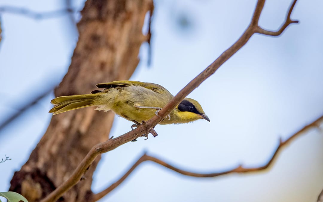 Yellow-tufted Honeyeater