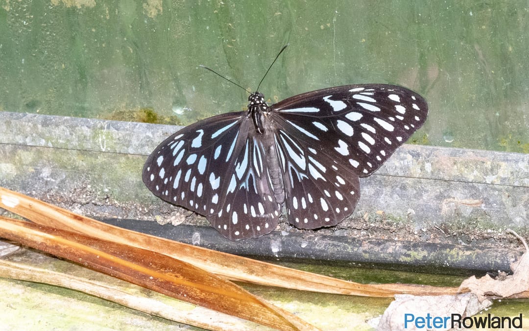 Blue Tiger