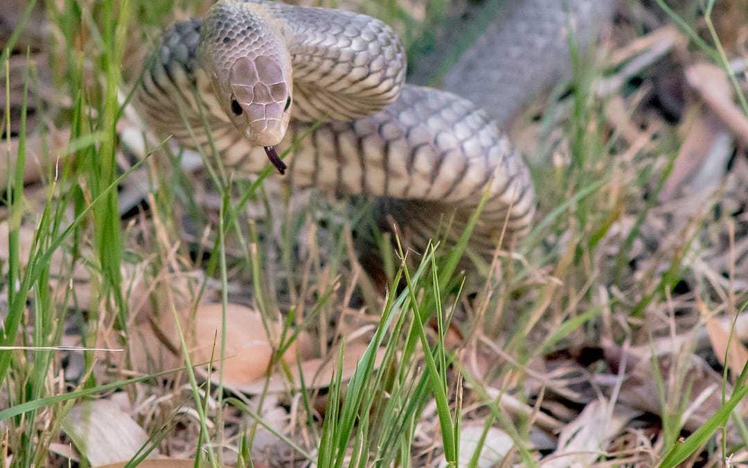 Common Brown Snake