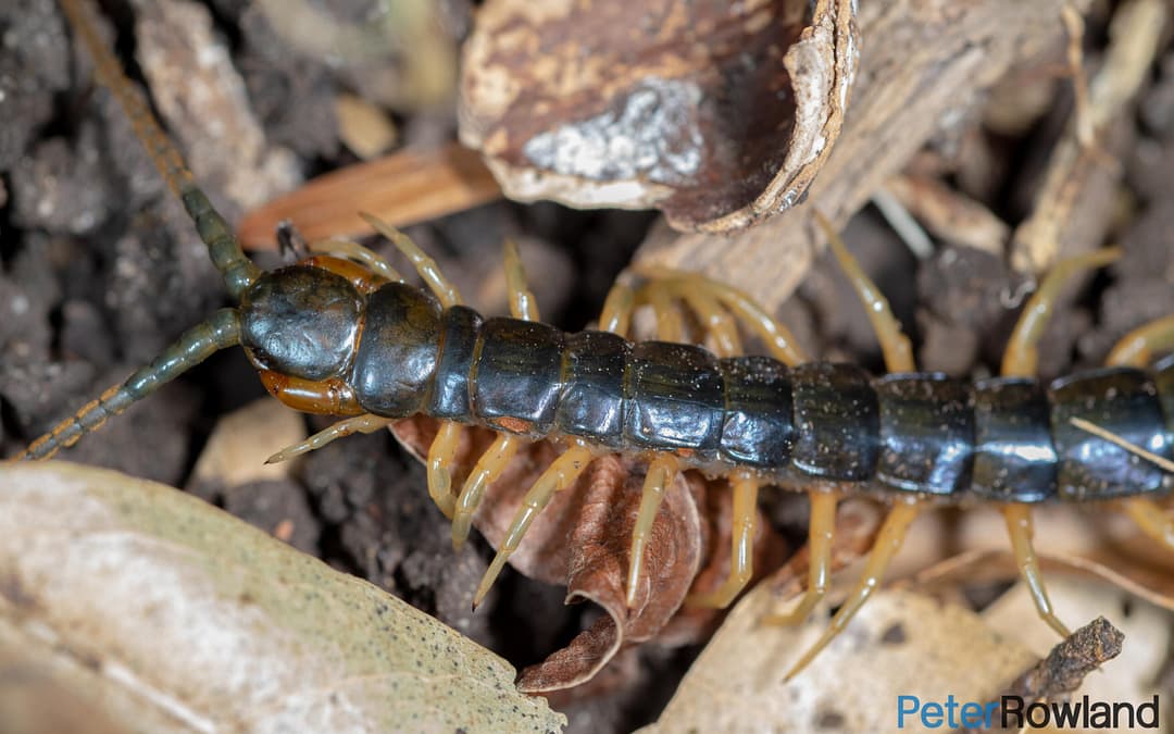 Centipedes