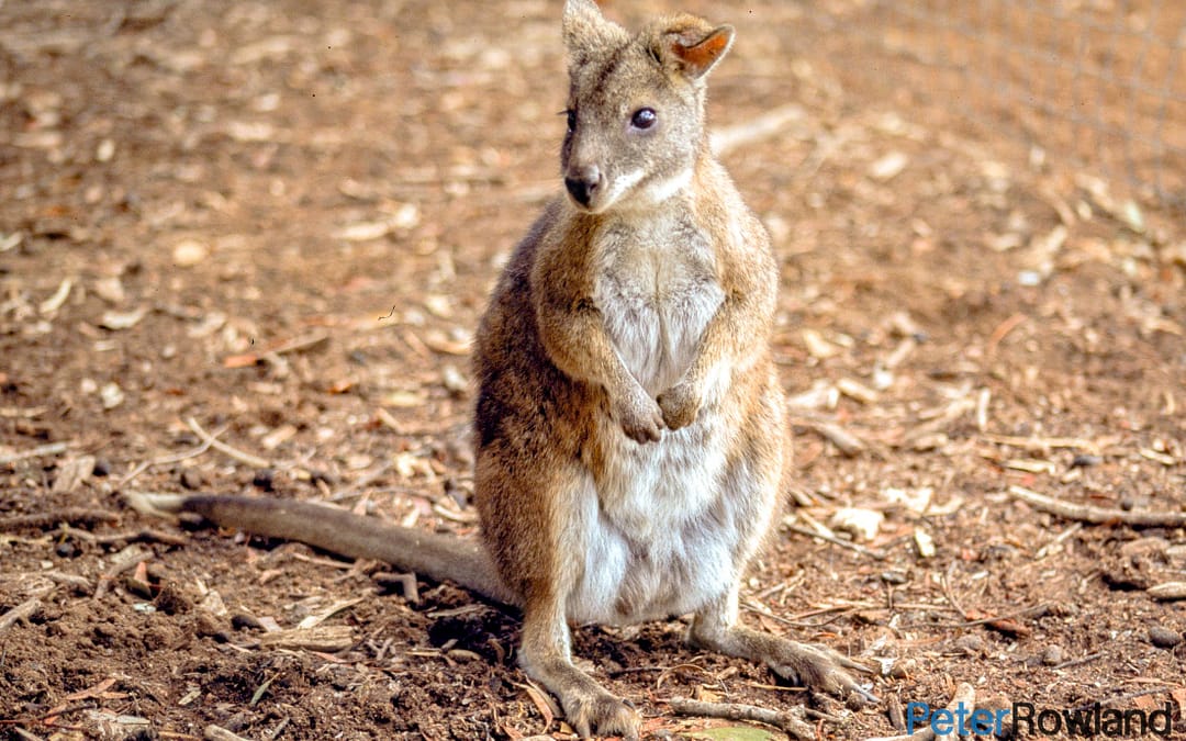 Parma Wallaby