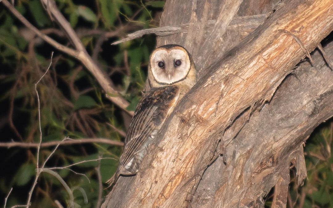 Masked Owl