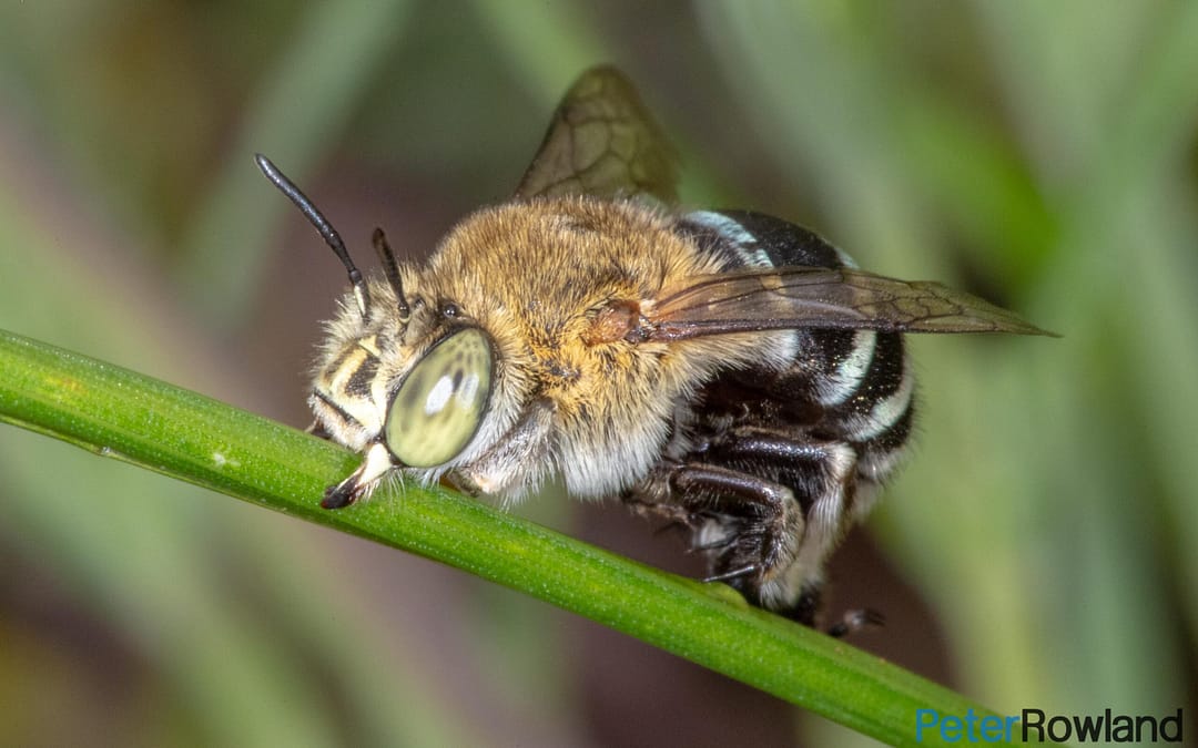 Blue Banded Bee