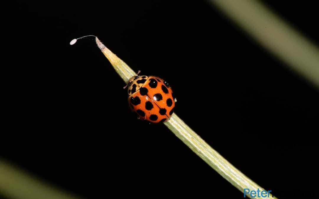 Common Spotted Ladybird