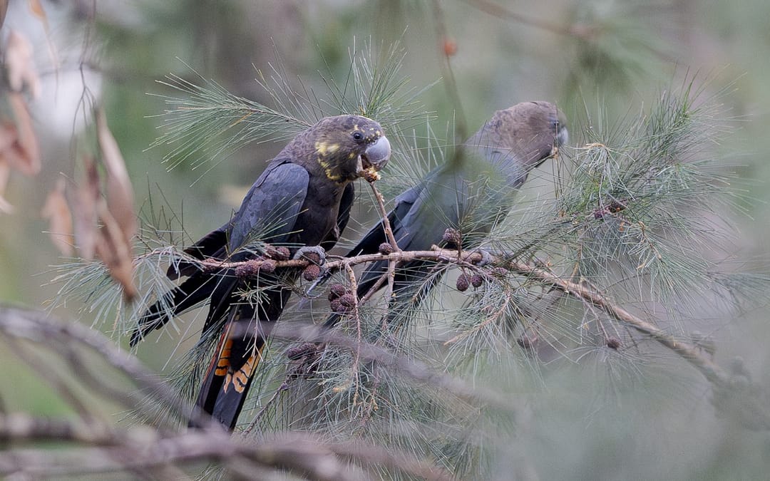 Glossy Black-Cockatoo