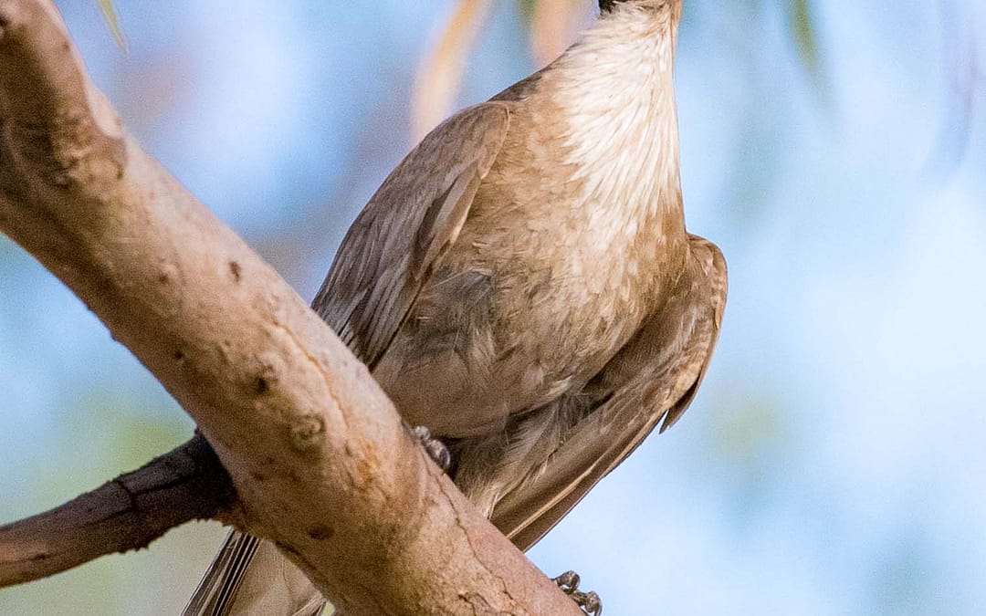 Noisy Friarbird