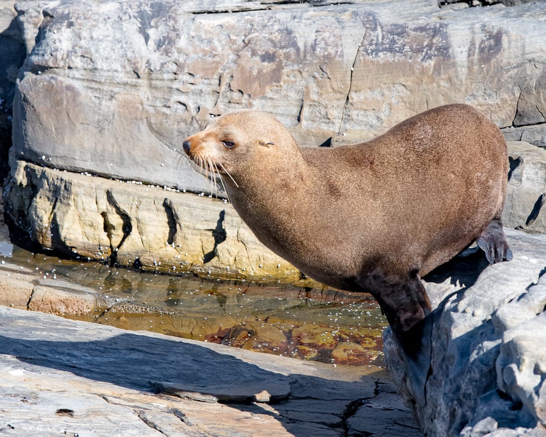 An Australian Fur-seal on a rocky outcrop