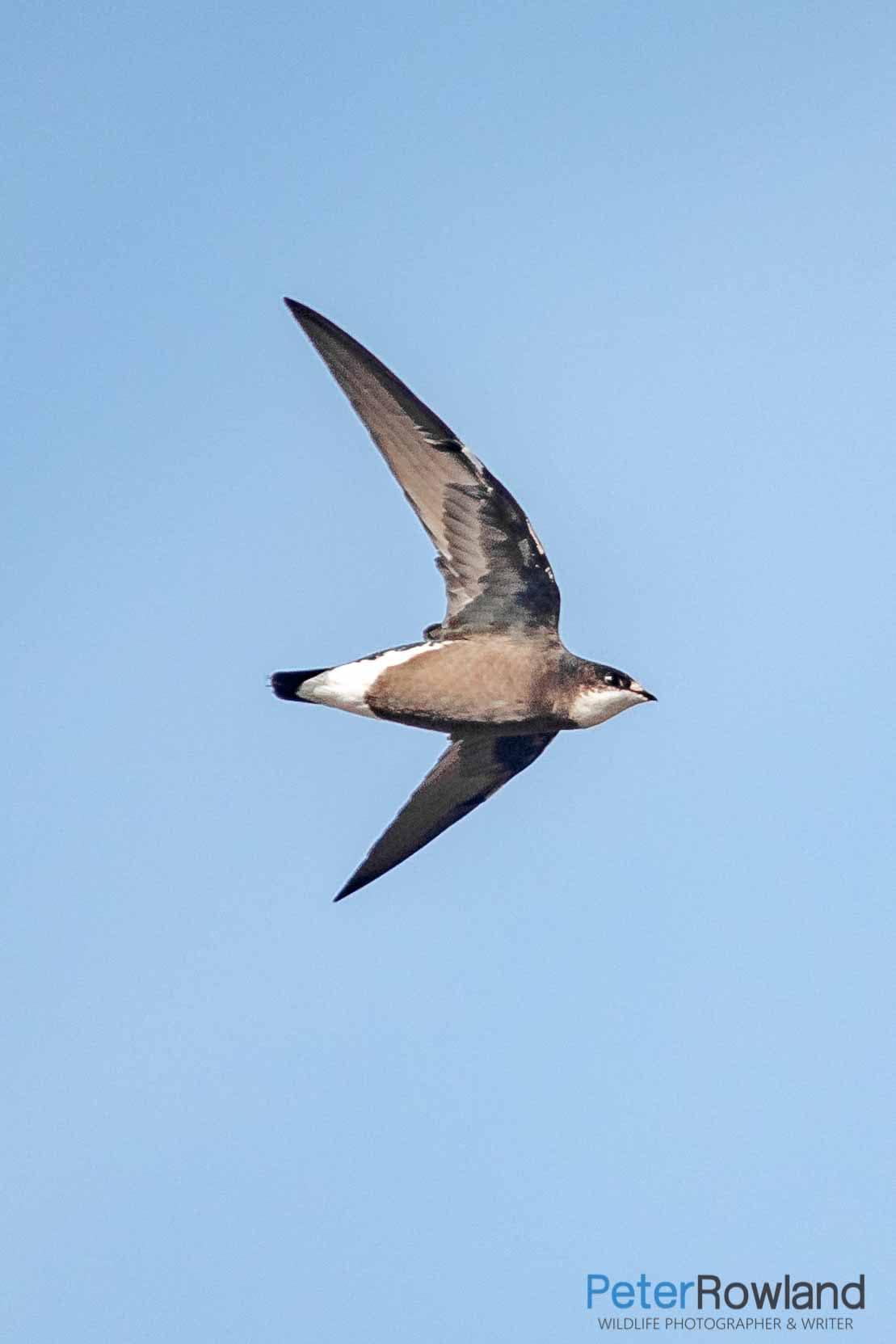 White-throated Needletail White-throated Needletail Swift in flight