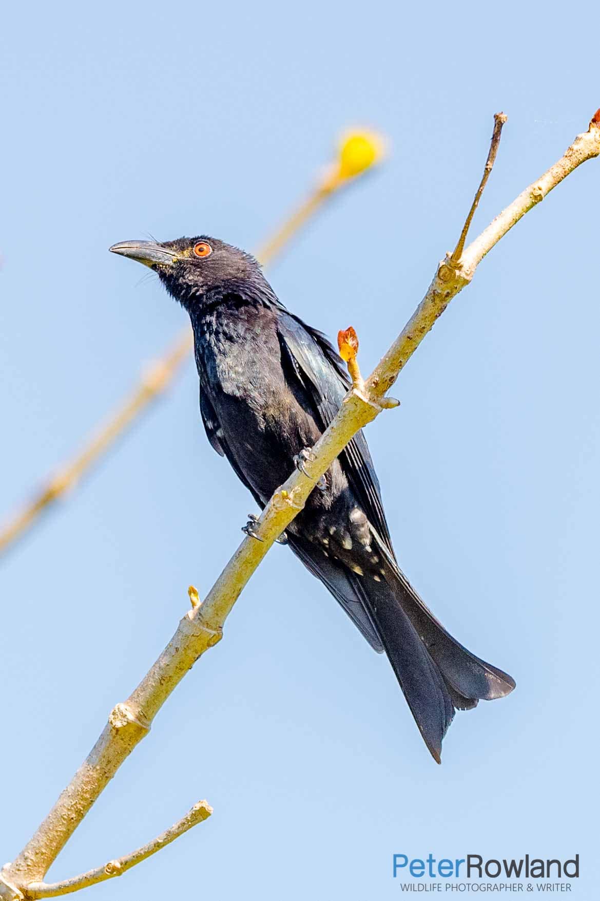 Spangled Drongo perched at the top of a tree