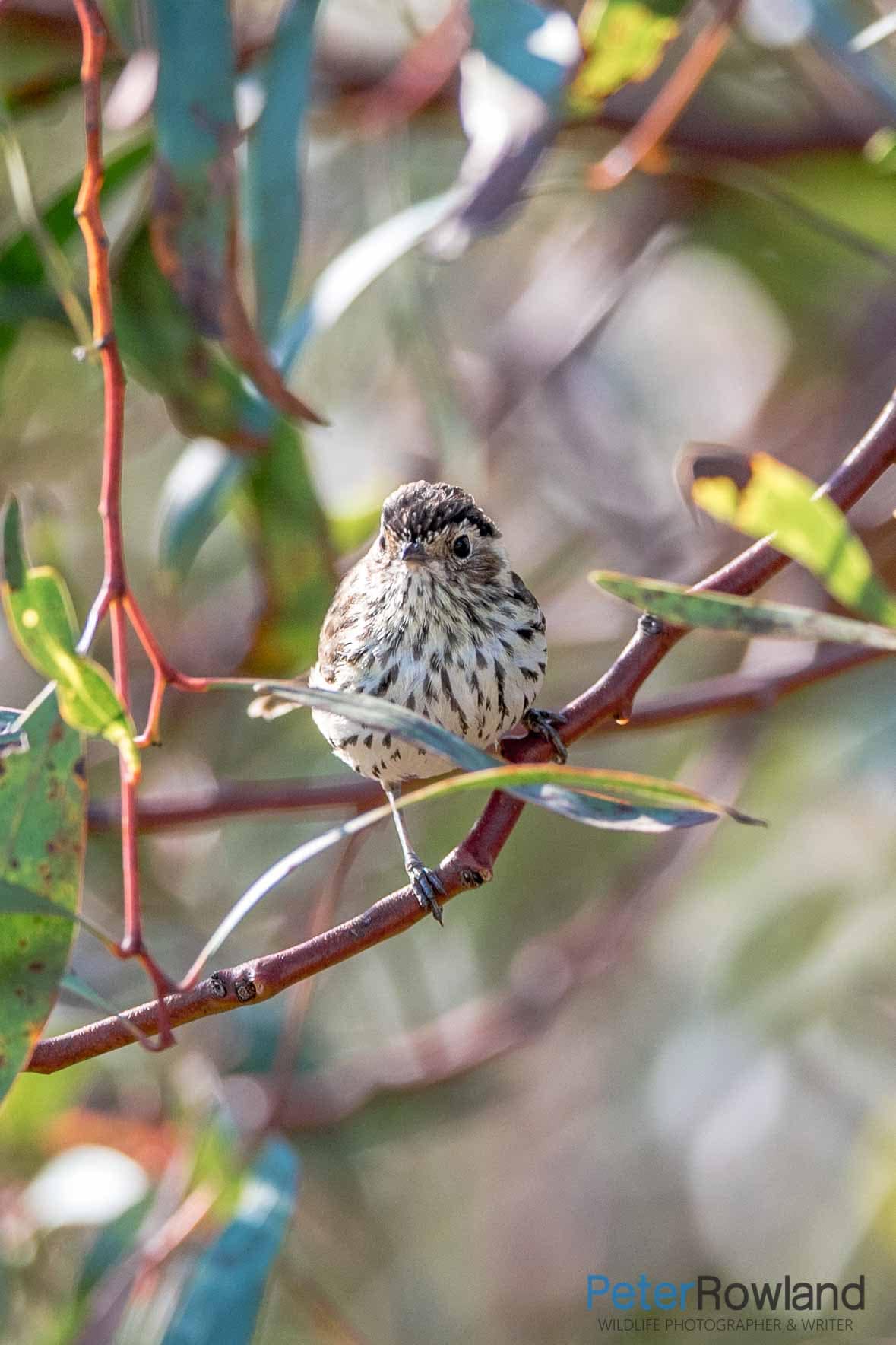 A Speckled Warbler perched on a thin branch