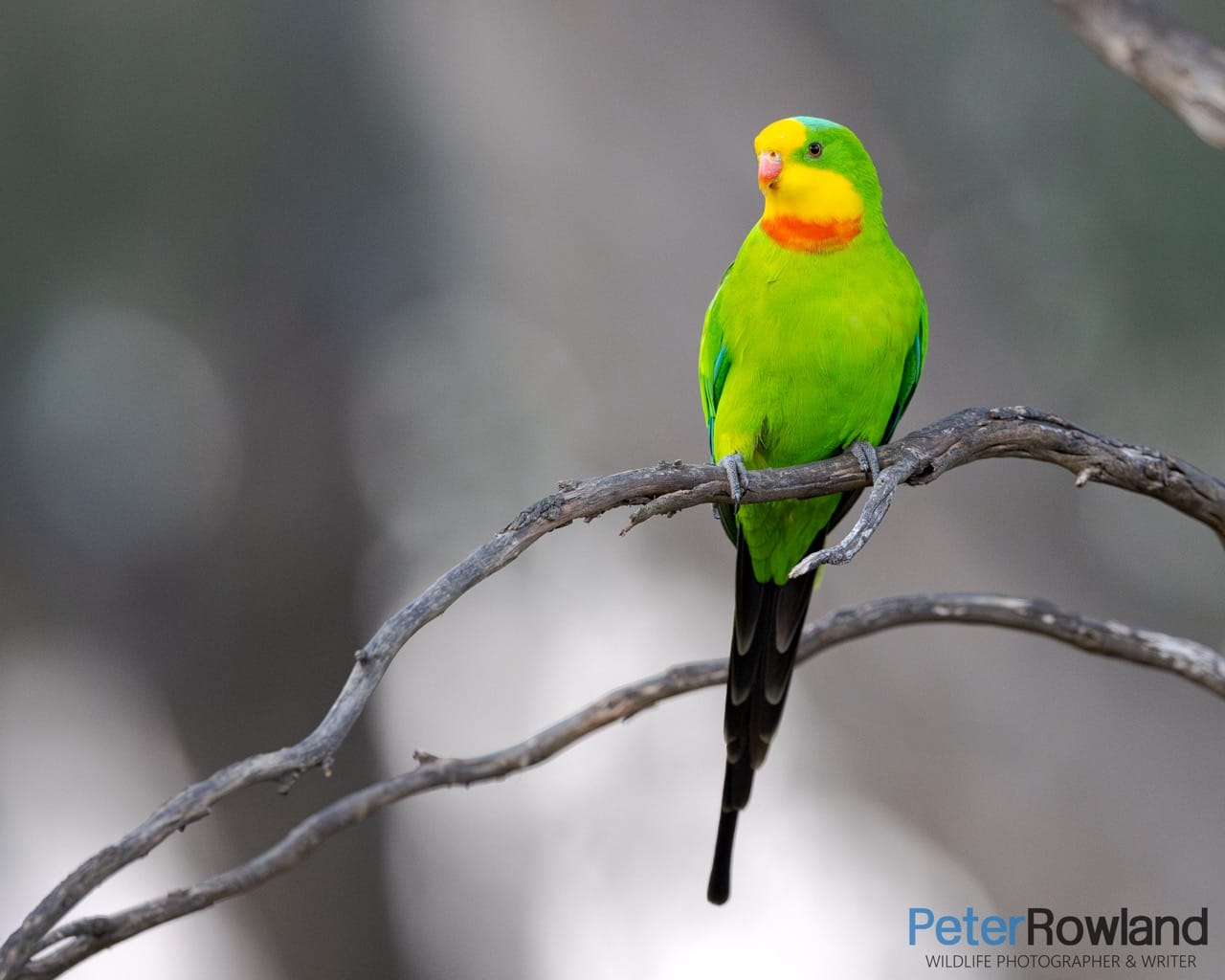 A male Superb Parrot siting on a dead branch