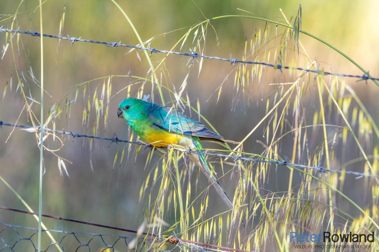 Red-rumped Parrot Psephotus haematonotus Male Red-rumped Parrot perched on barbed wire fence and surrounded by grass seeds