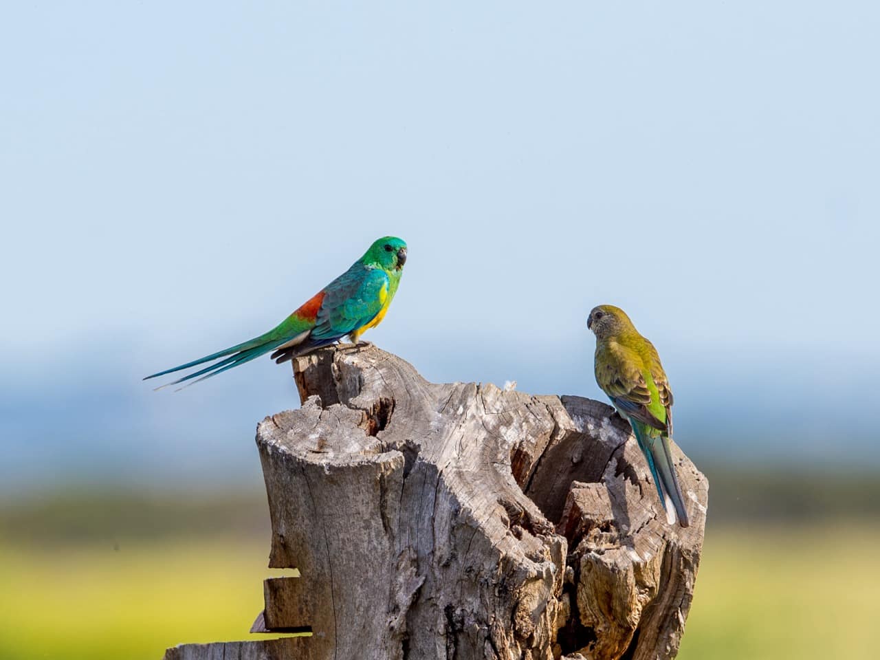Red-Rumped Parrot A Red-rumped Parrot pair atop a Tree Stump, checking out a potential nest hollow