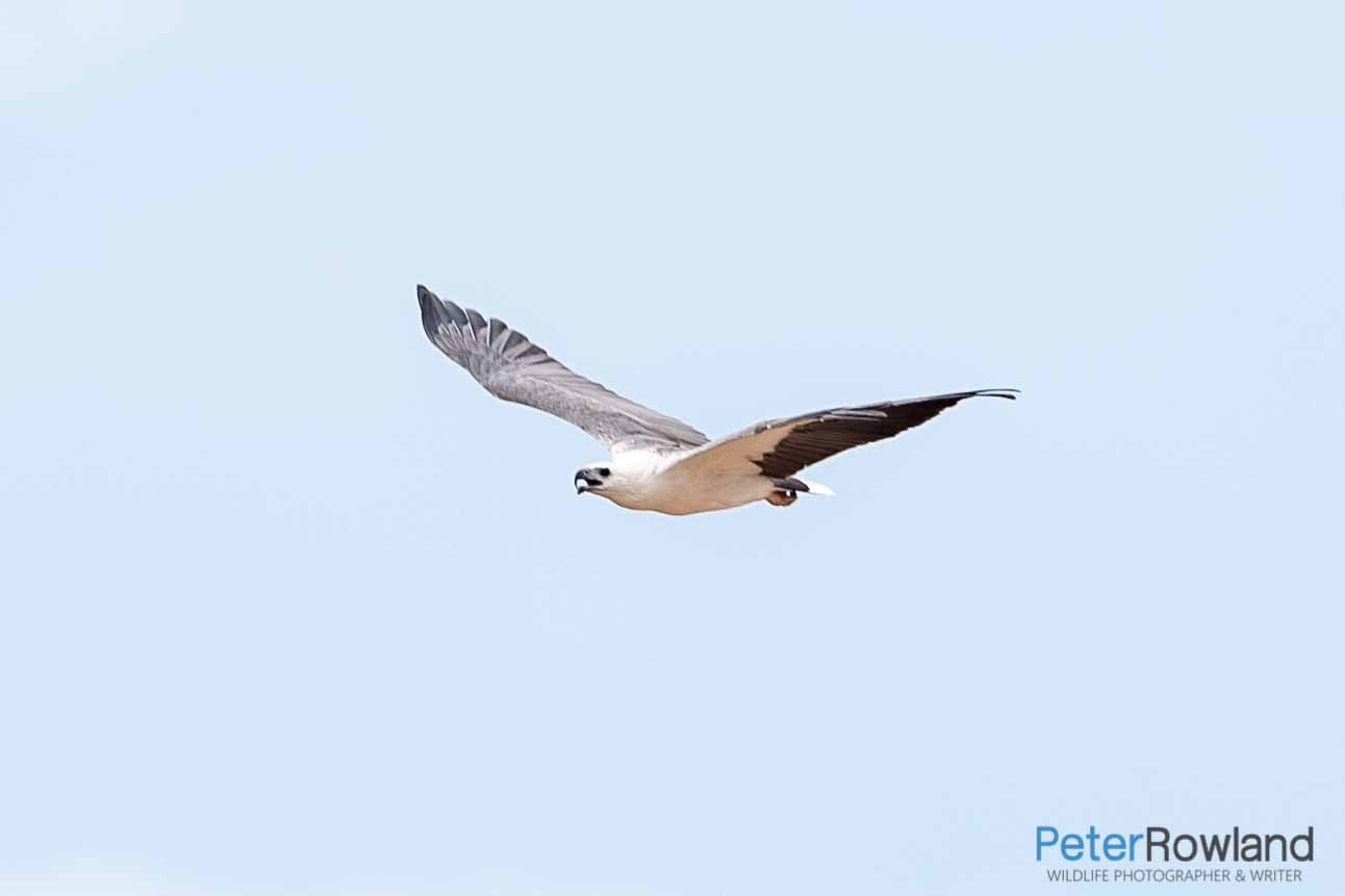 An Adult White-bellied Sea-Eagle in flight