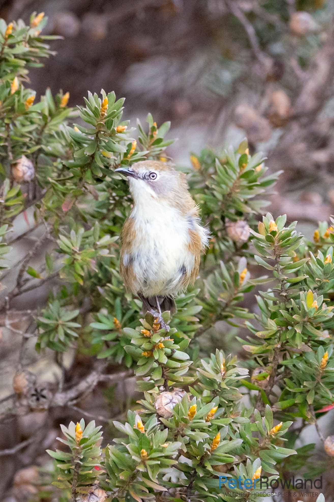 A Scrubtit perched on a bush