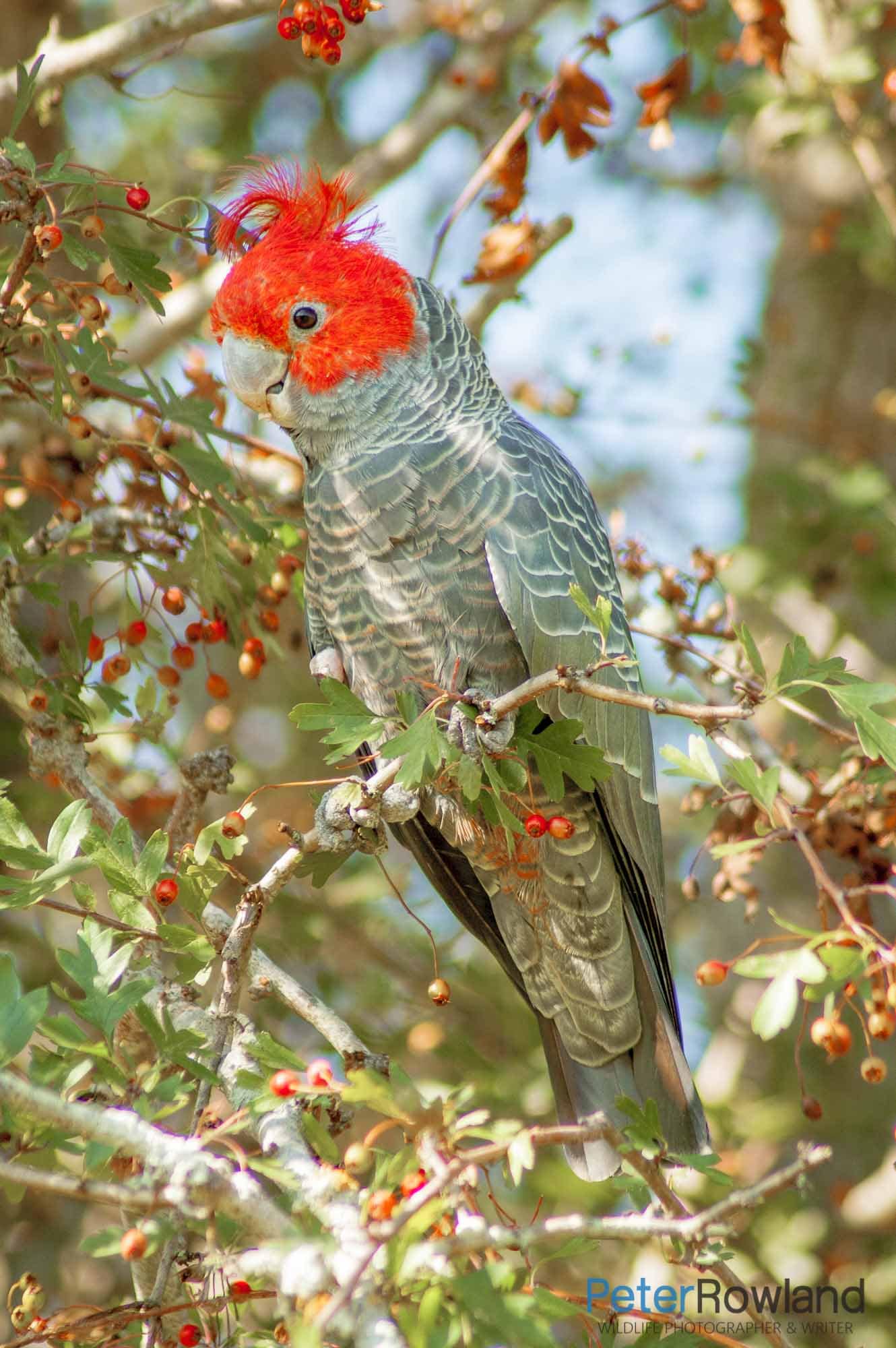 A male Gang-gang Cockatoo sitting in a Hawthorn tree