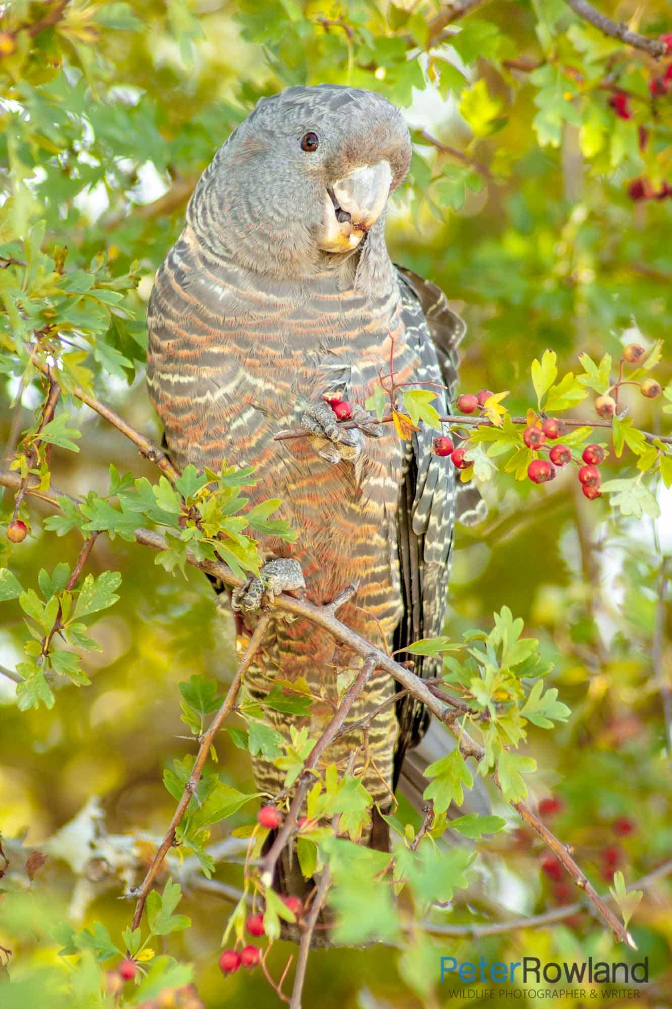 Gang-gang Cockatoo Callocephalon fimbriatum A female Gang-gang Cockatoo grasping Hawthorn berries in its left foot