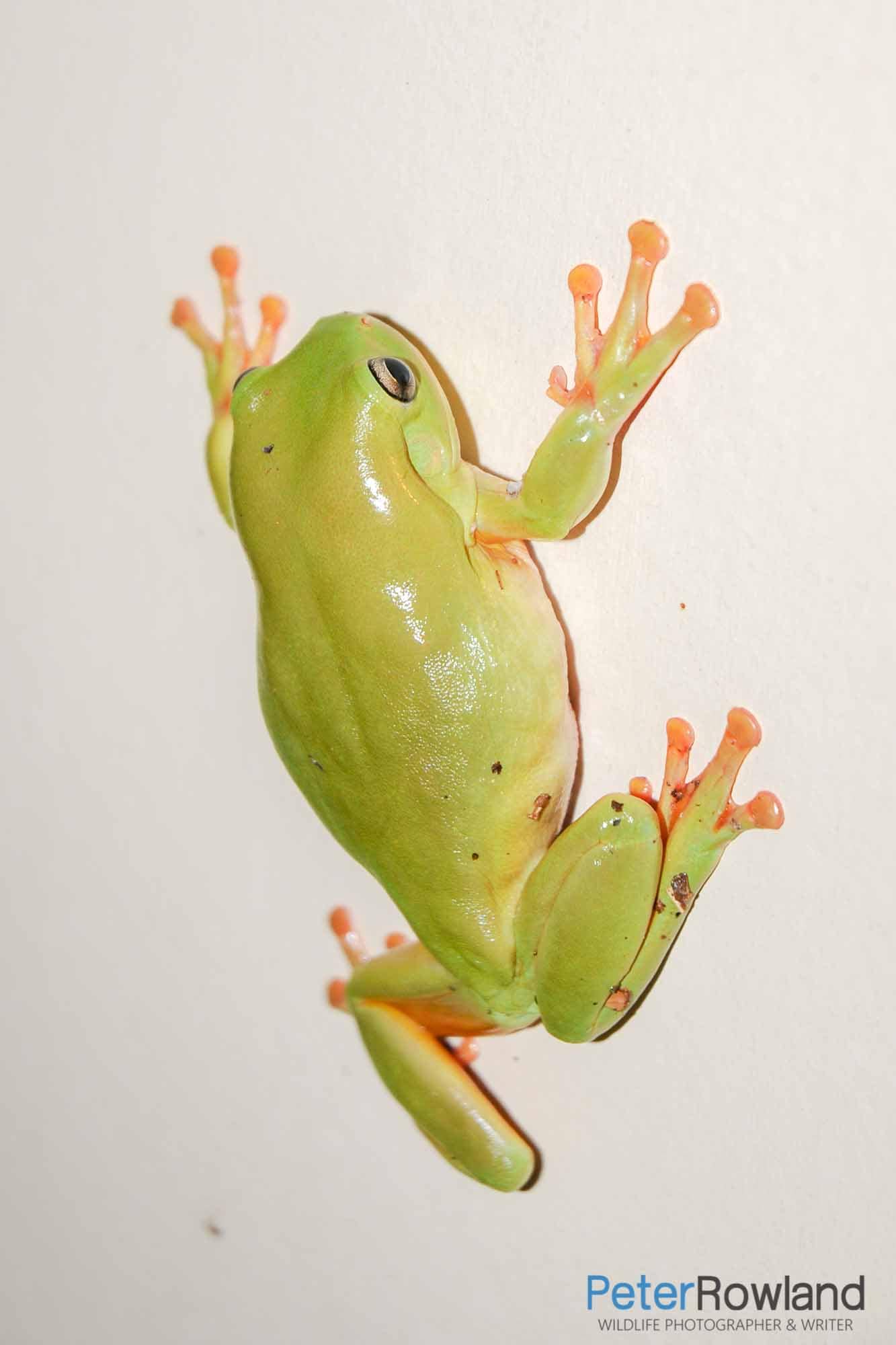 A Green Tree Frog climbing up the walls of a bathroom using its enlarged toe pads