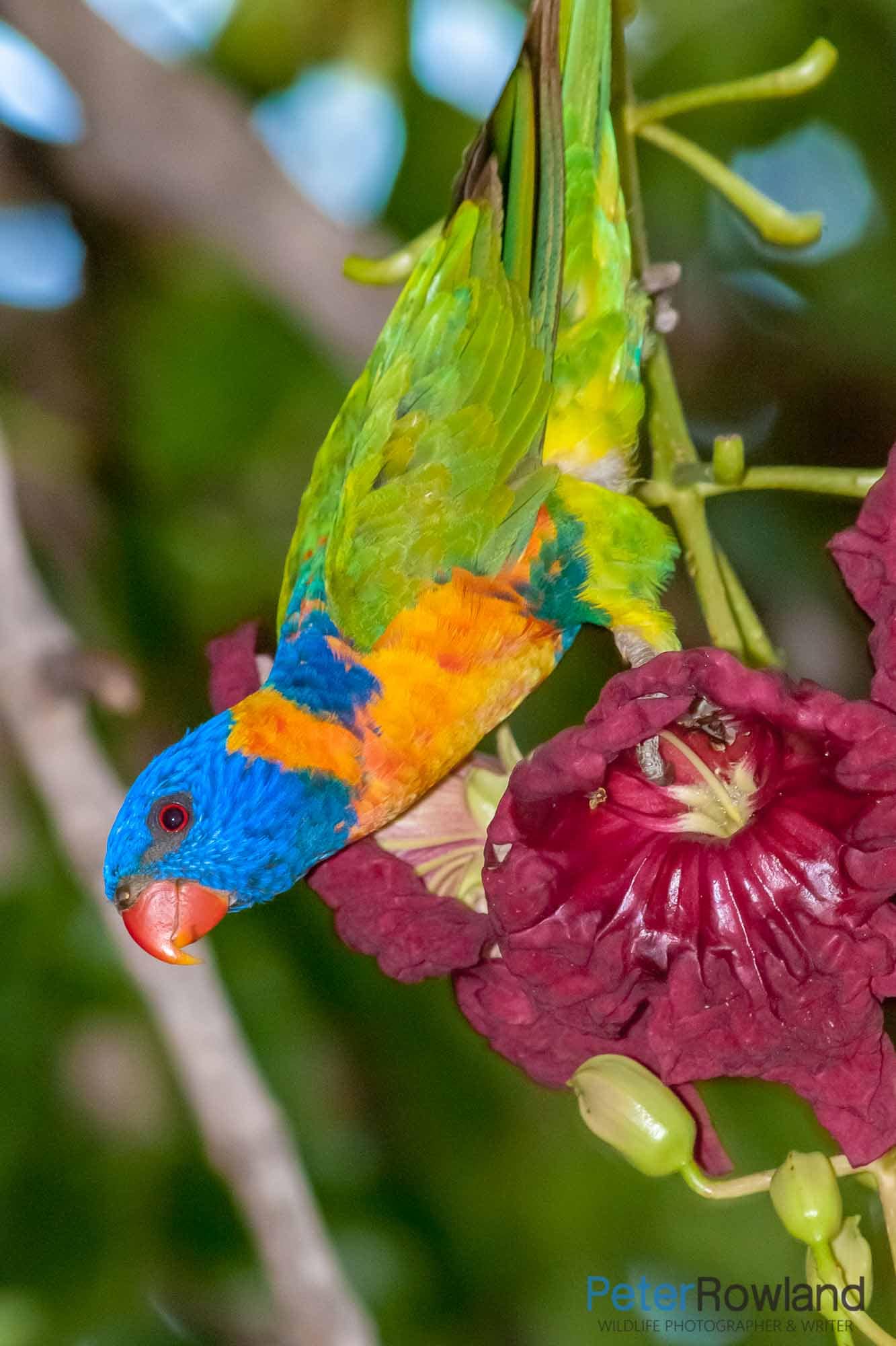 A Red-collared Lorikeet (Trichoglossus moluccanus) perched on a flower stem. [Photographed by Peter Rowland]