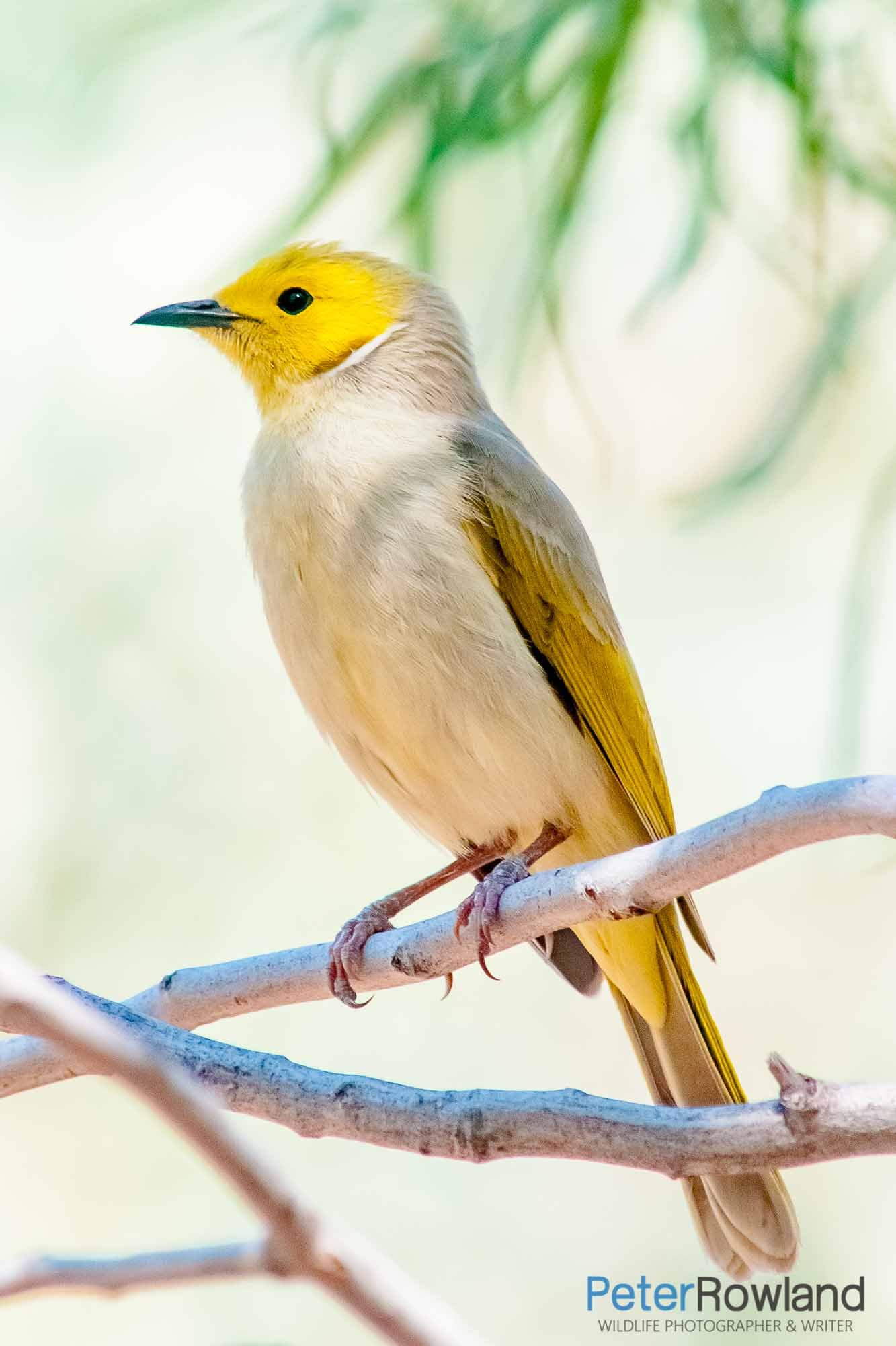 White-plumed Honeyeater (Ptilotula pencillata) perched on thin branch of tree in partial shade