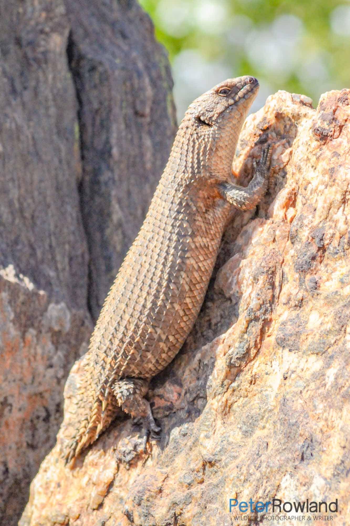 Gidgee Skink Gidgee Skink (Egernia stokesii) on a dead tree trunk