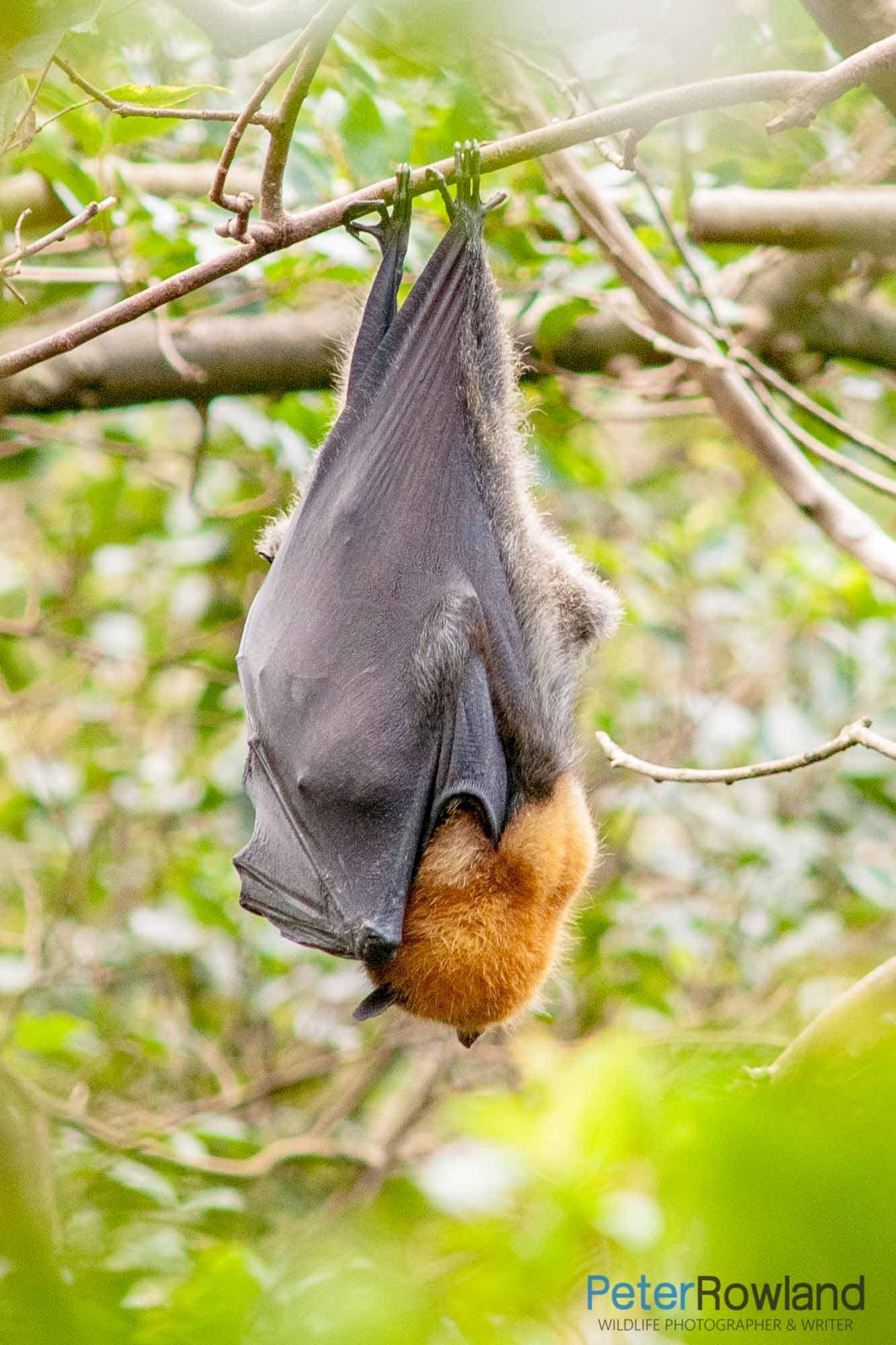 Grey-headed Flying-fox A Grey-headed Flying-fox(Pteropus poliocephalus)hanging from a thin branch