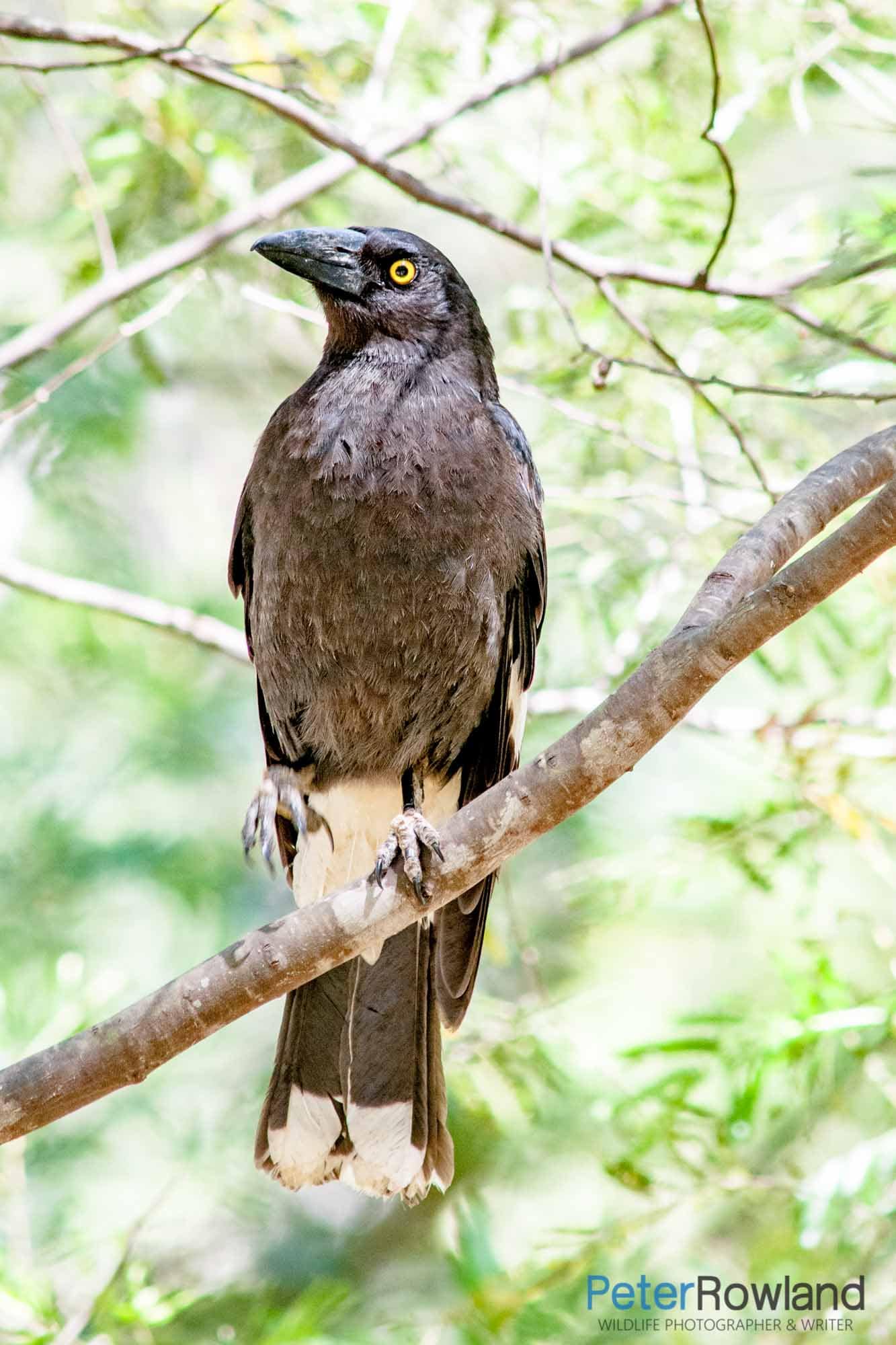 A Pied Currawong perching amongst the foliage of a tree with one leg raised. [Photographed by Peter Rowland]