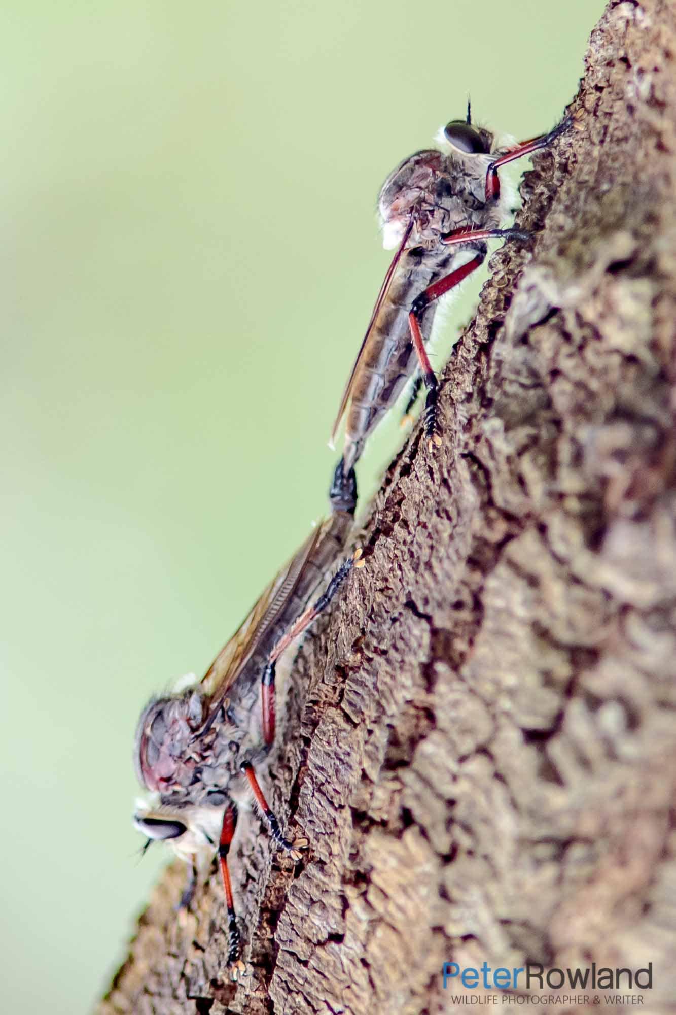 A pair of Robber Flies mating on a tree trunk