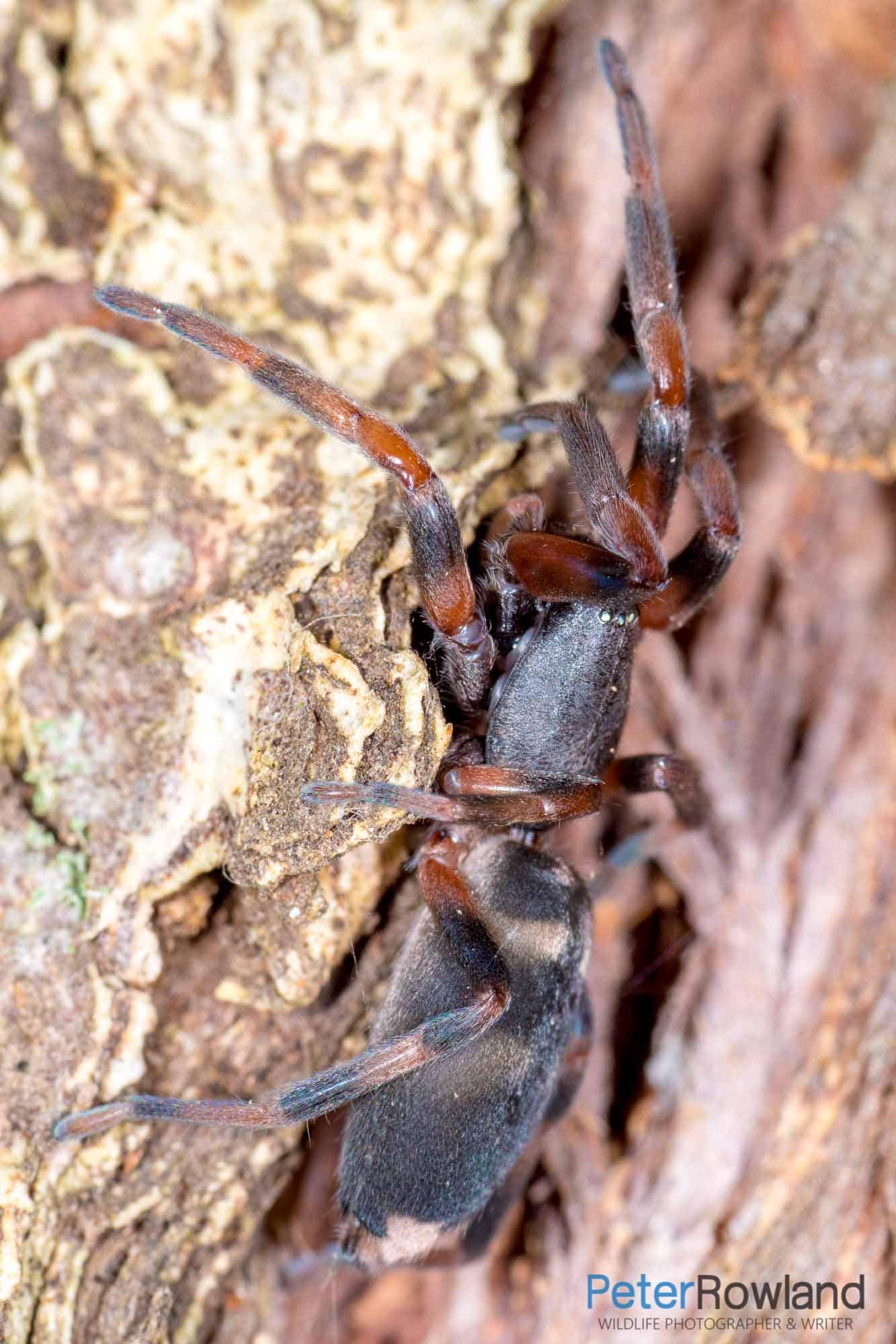 White-tailed Spider A White-tailed Spider emerging from a crevice in a tree