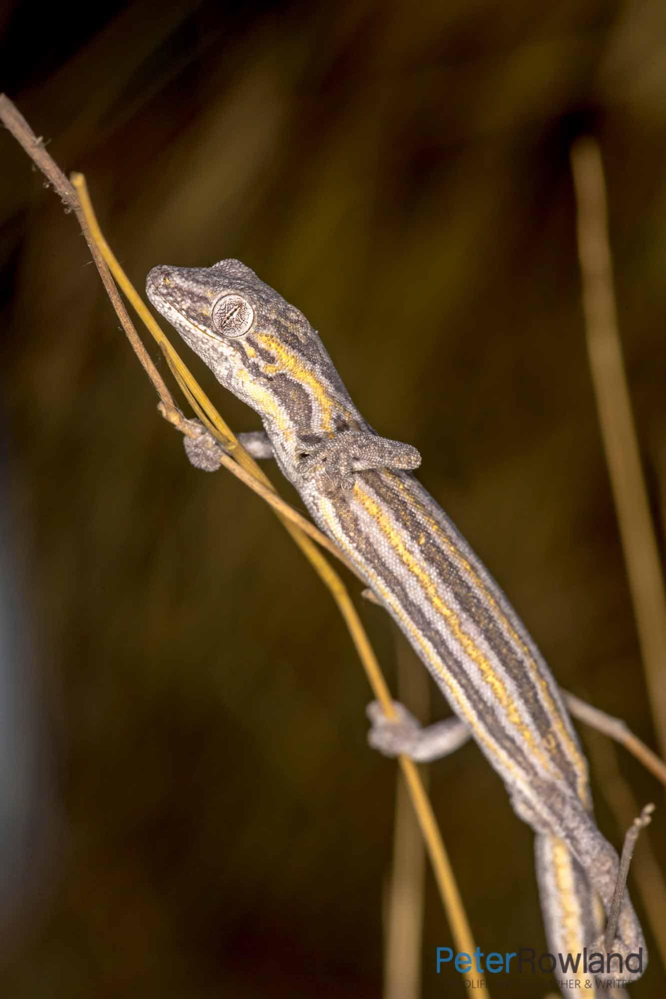 A Phasmid Striped Gecko climbing up some plant shoots. [Photographed by Peter Rowland]