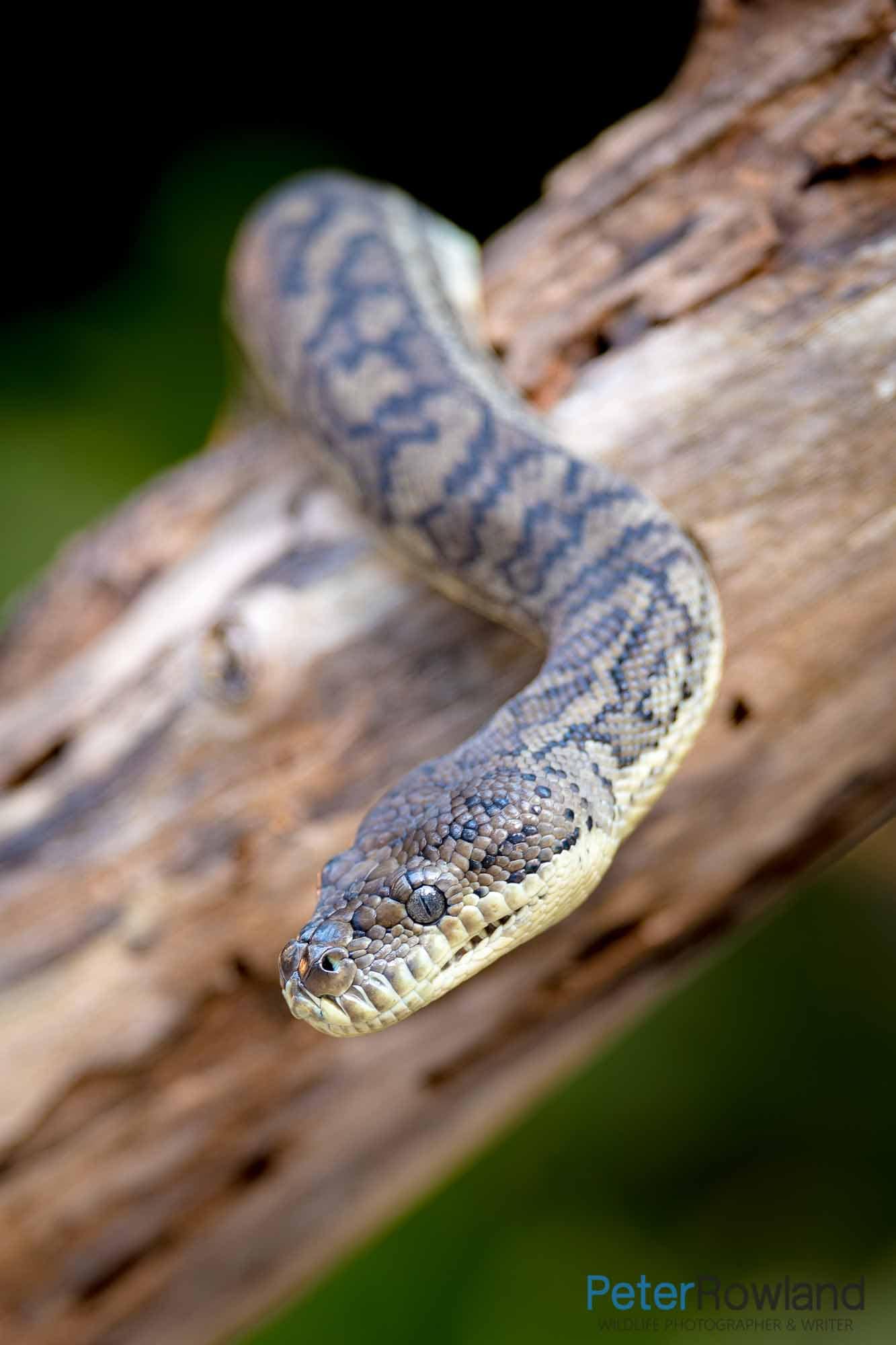 Head shot of a Carpet Python on a branch