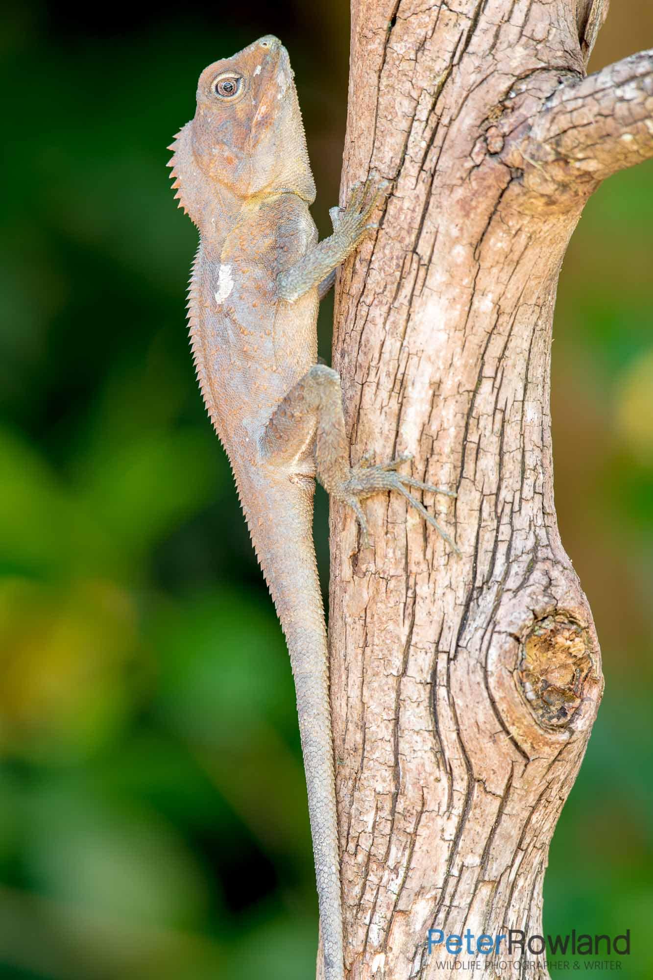 Southern Angle-headed Dragon Southern Angle-headed Dragon( Lophosaurus spinipes) climbing vertical tree trunk with green leaves and yellow flowers in background