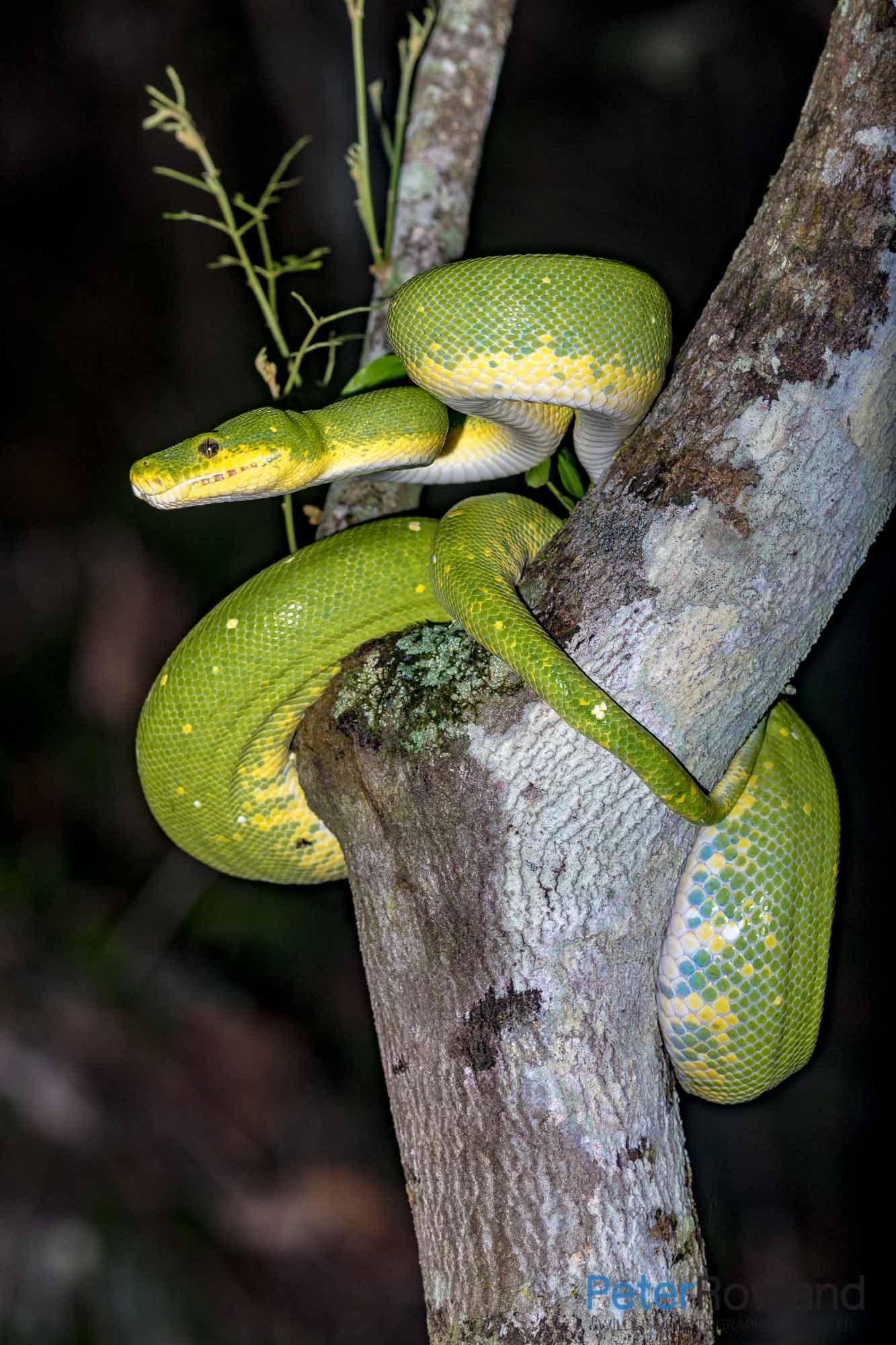 Green Python A Green Python curled around the trunk of a tree