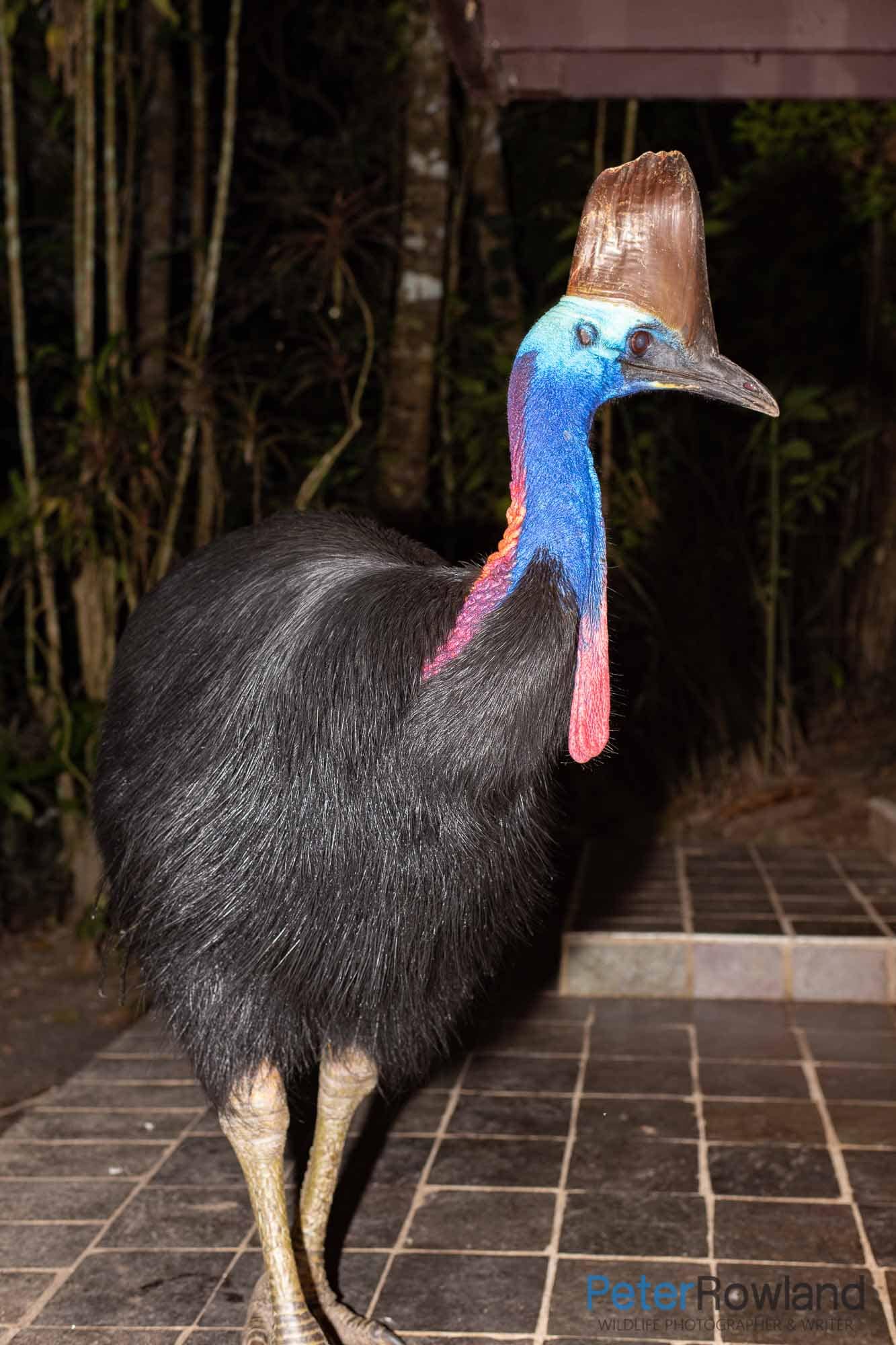 Southern Cassowary on back verandah of a house in Kuranda, Queensland