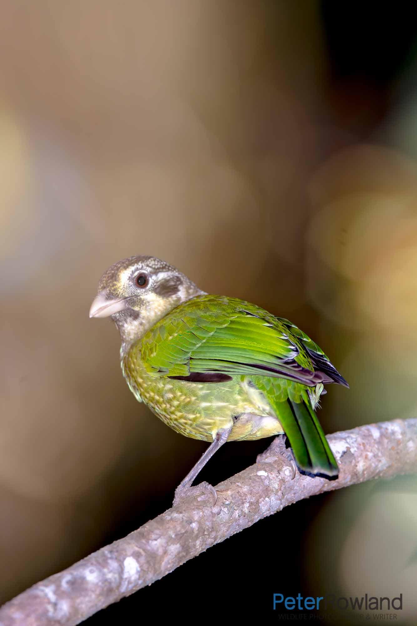 A Spotted Catbird perched on a small branch