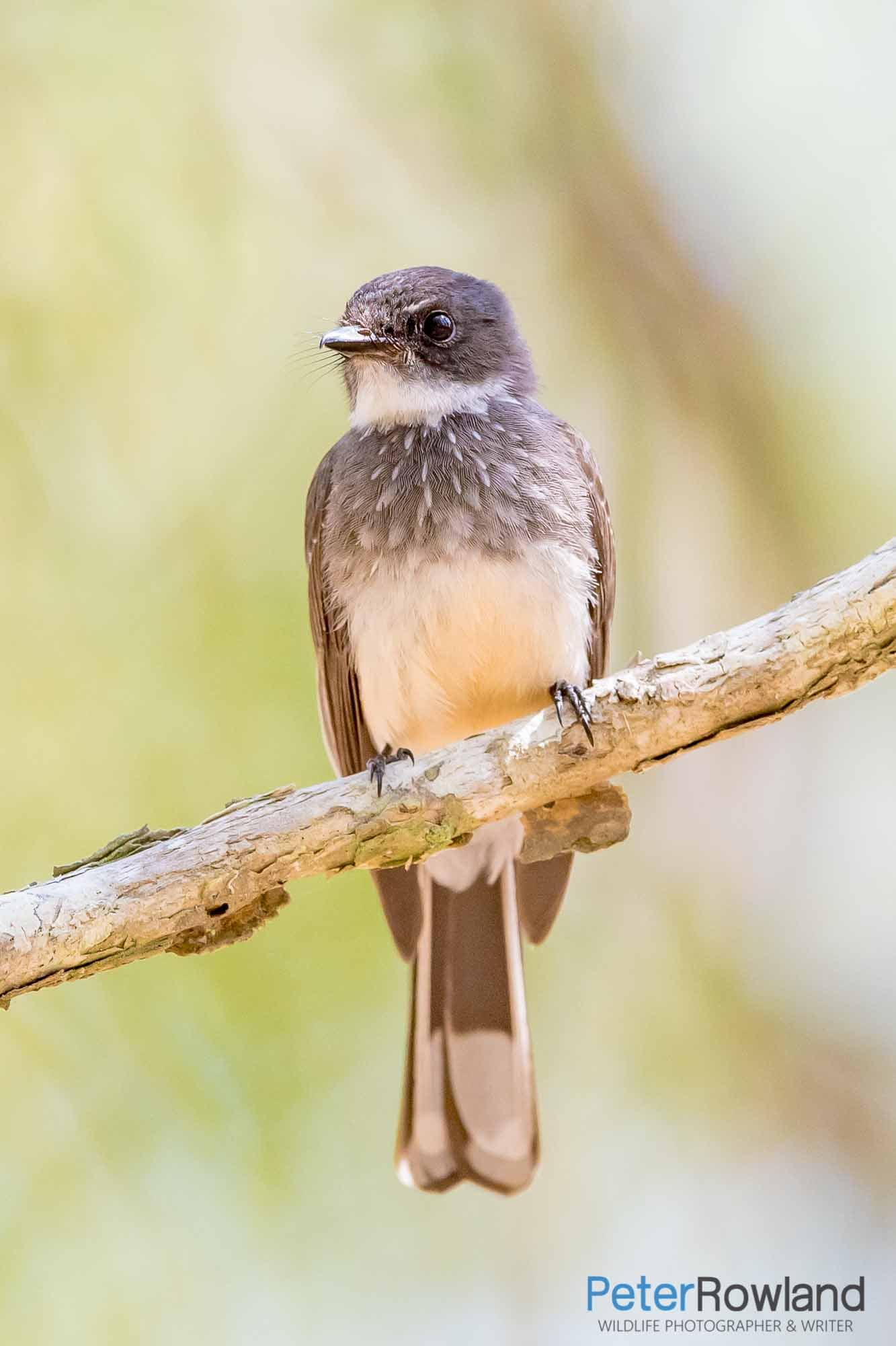 Northan Fantail sitting on a branch