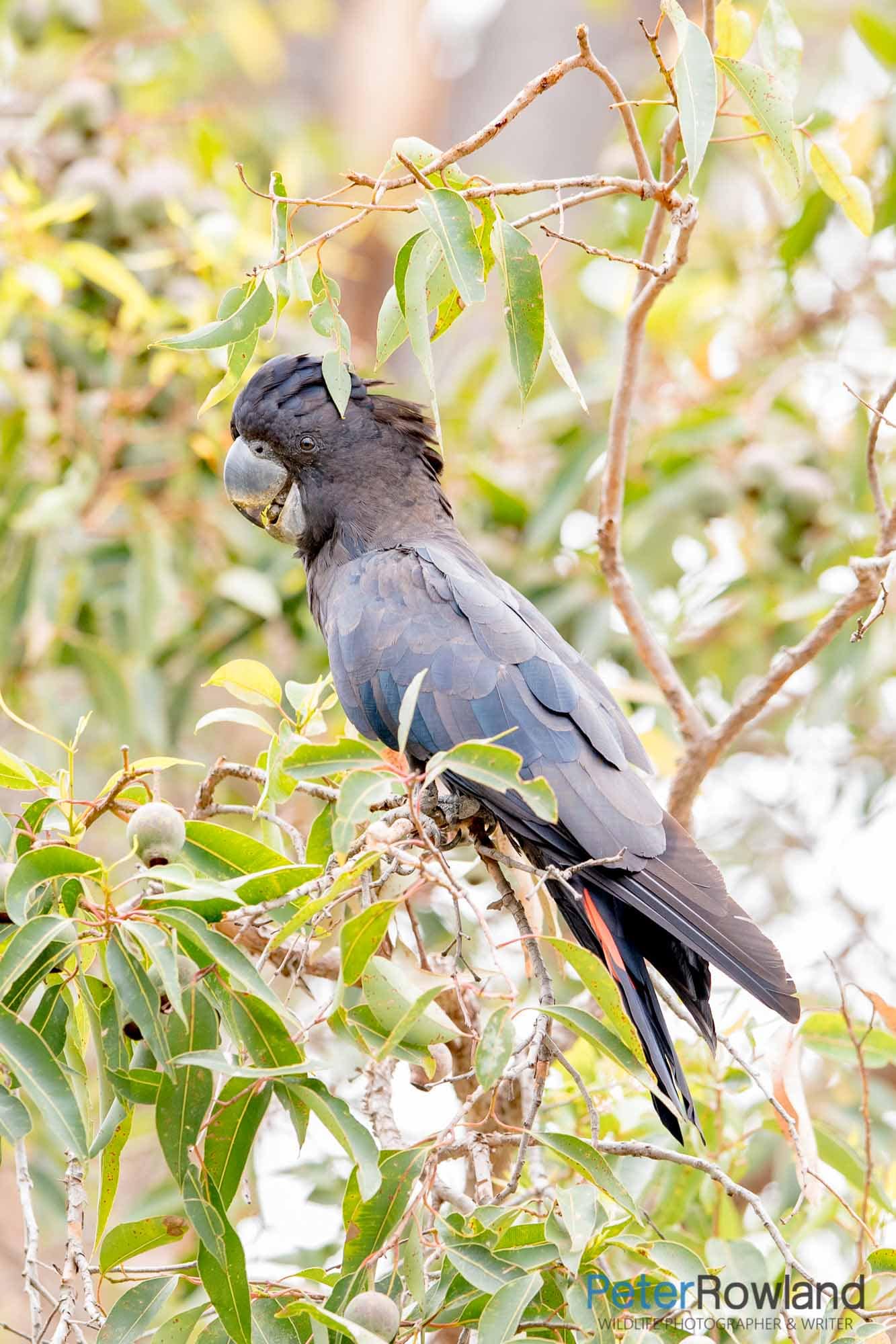 A Red-tailed Cockatoo feeding on some gum nuts